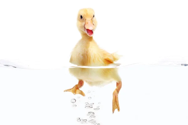 Маленька качка плаває на воді ізольовано на білому тлі — стокове фото