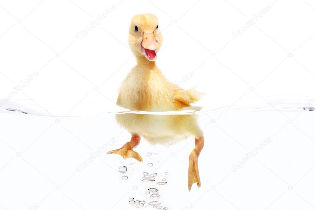 Small duck floating on water isolated over white background