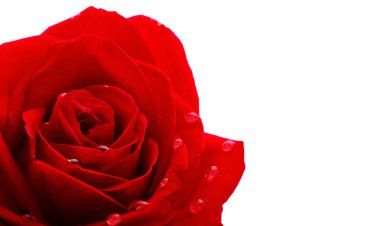 Beautiful red rose close-up clipart