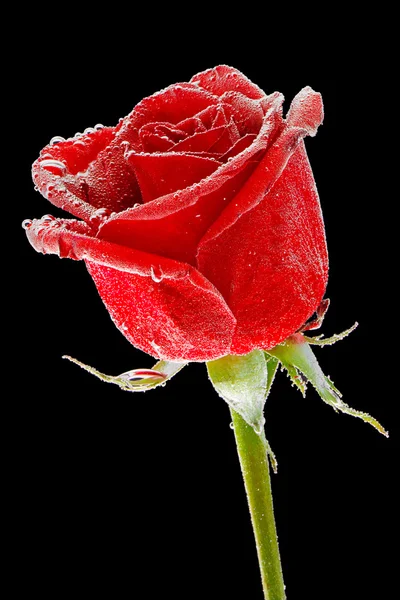 Красива червона троянда з краплями роси на чорному тлі — стокове фото