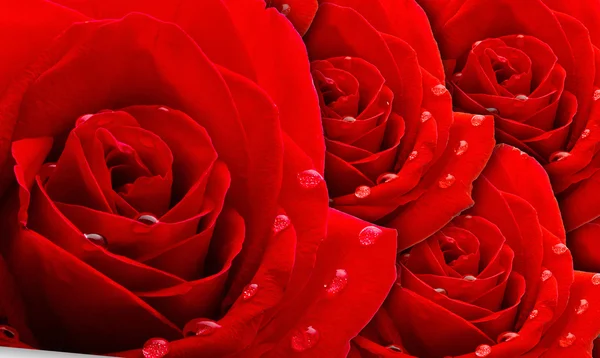 Pozadí rudých růží — Stock fotografie