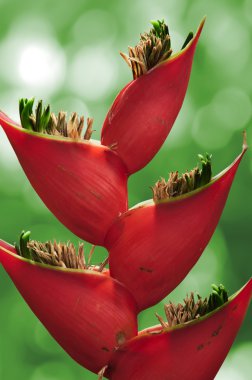 Heliconia çiçeği.