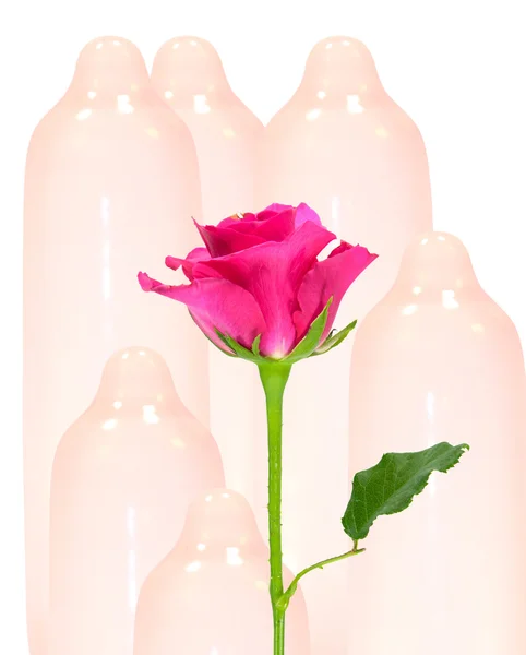 Rosa Rosa e preservativi . — Foto Stock