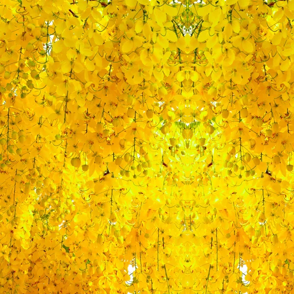 Zlatý déšť strom. — Stock fotografie
