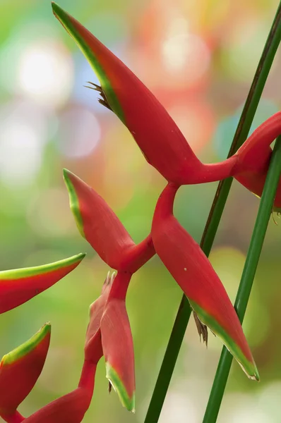 Heliconia çiçeği. — Stok fotoğraf