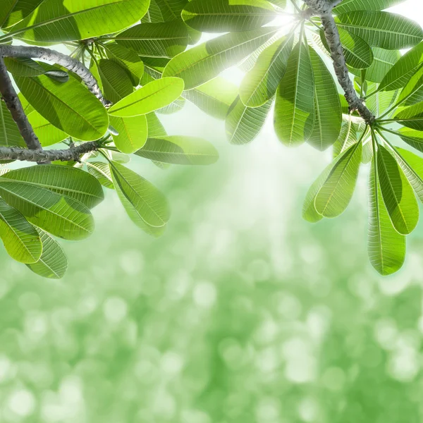Green leafs and sun beams. — Stock Photo, Image
