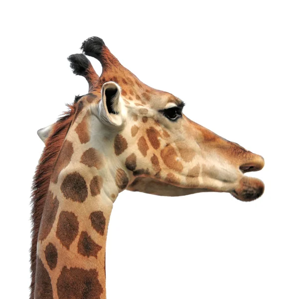 Žirafa. — Stock fotografie