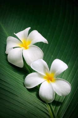 Frangipani / Plumeria yeşil yaprakları