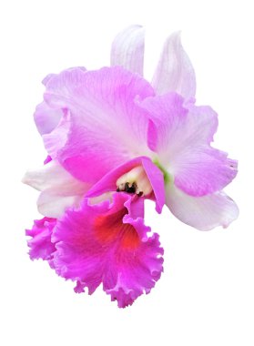 cattleya pembe orkide.