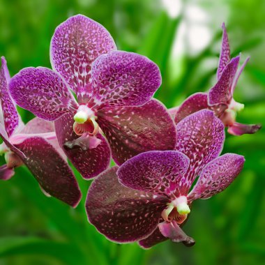 Violet orchid vanda clipart