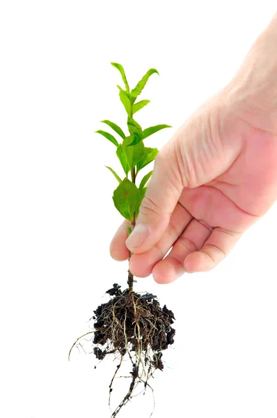 Green seedling in hand — Stock Photo, Image