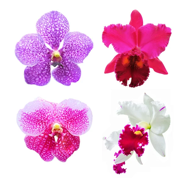 Conjunto de orquídeas de flores (Cattleya, Vanda  ) — Fotografia de Stock