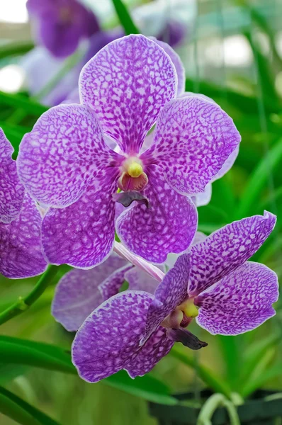 Violet orchid vanda — Stock Photo, Image