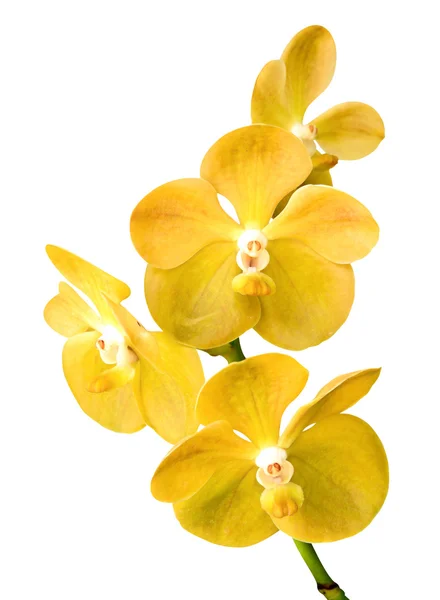 Blühen gelbe Vanda-Orchidee Stockbild