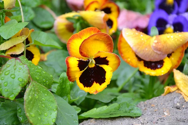 stock image Primroses