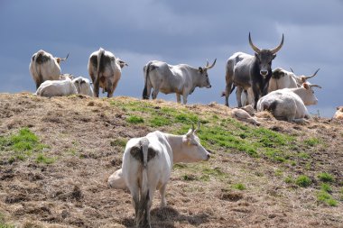 İnek Sürüsü