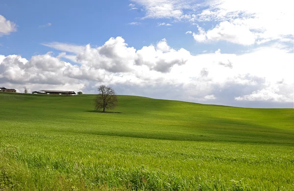 Зеленое поле Италии — стоковое фото