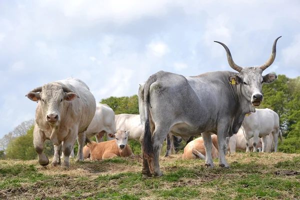 Ko och tjur — Stockfoto