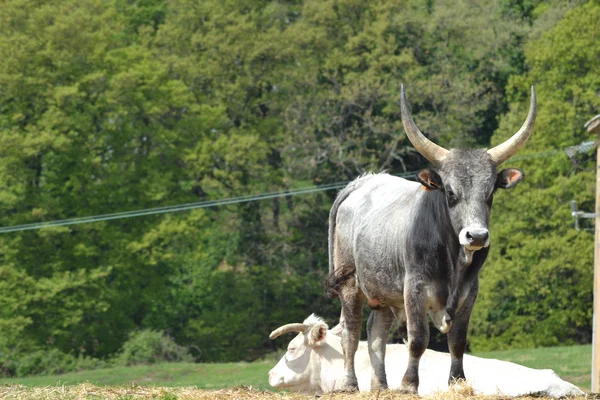 Maremmana cow — Stock Photo, Image