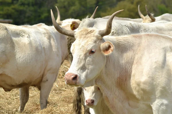 Ko och kalv — Stockfoto