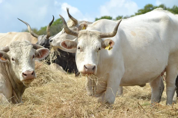 Krávy a býka — Stock fotografie