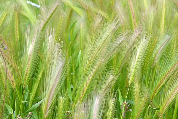 stock image Growing wheat