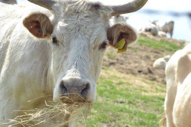 Cow eating hay clipart