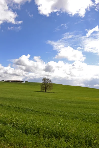Зеленое поле Италии — стоковое фото