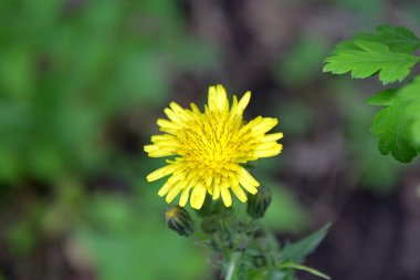 Hawksbeard