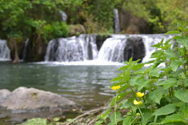 Ranunculus in Monte Gelato waterfall — Stock Photo, Image
