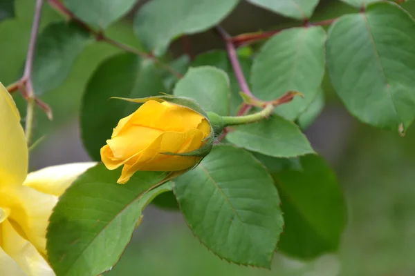 Yellow rose bud — Stock Photo, Image