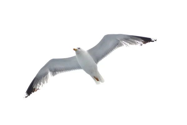 Морская чайка в полёте — стоковое фото