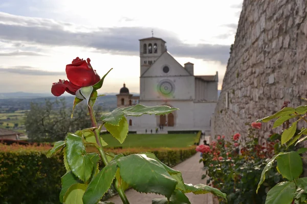St francis och rose — Stockfoto