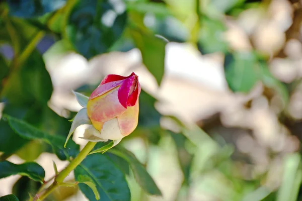 Colorful rosebud — Stock Photo, Image