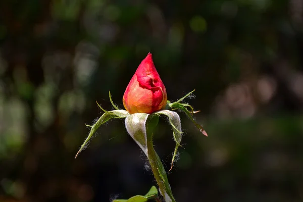 Mildew on rose — Stock Photo, Image