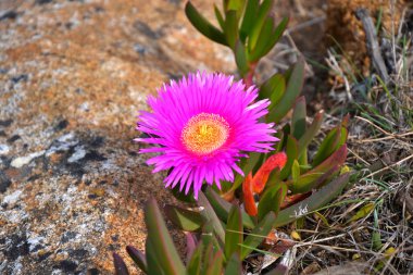 Carpobrotus acinaciformis