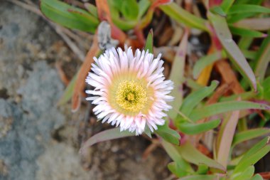 carpobrotus mantarı