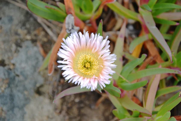 carpobrotus mantarı