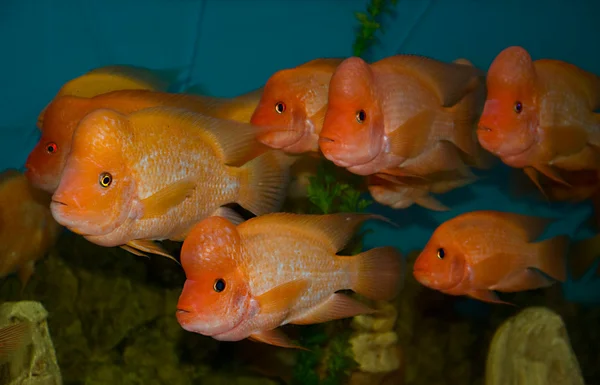 stock image Tropical fish Cichlasoma citrinellum