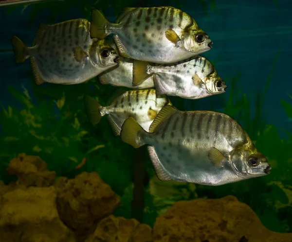 Tropiska silver fisk — Stockfoto