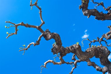 Dry tree branches over blue sky clipart
