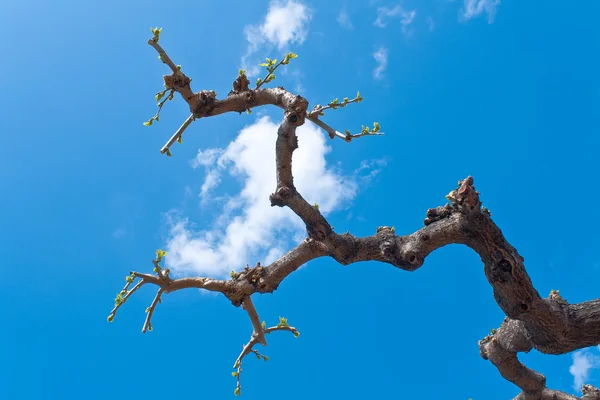 Rami d'albero asciutti sopra cielo blu — Foto Stock