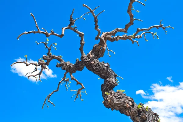 Torra trädgrenar under blå himmel — Stockfoto