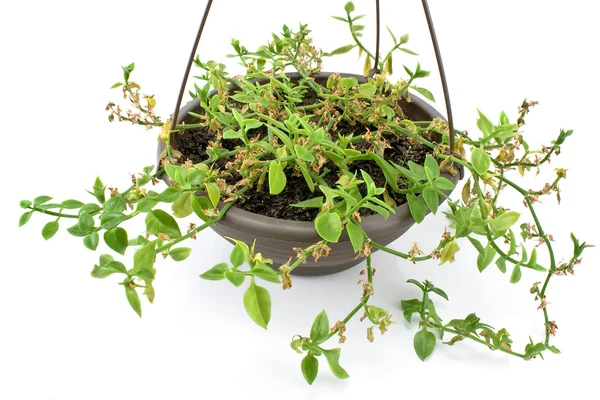 Zöld növény függő pot — Stock Fotó
