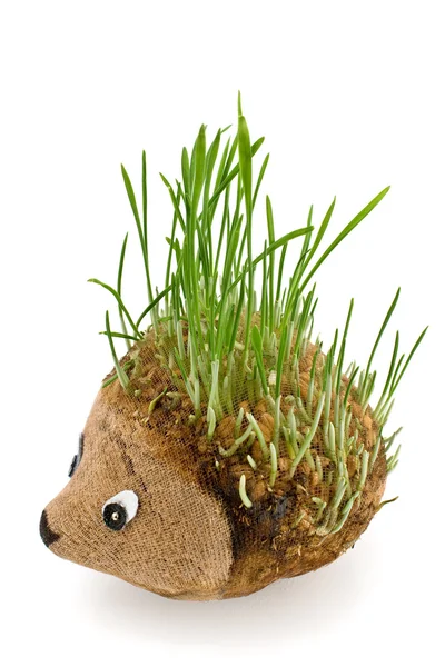 Hedgehog with germinating wheat grass instead of the spines — Stock Photo, Image