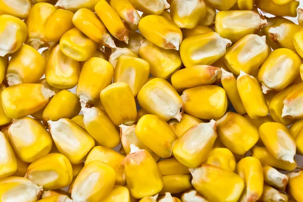 Frijoles de maíz fondo — Foto de Stock
