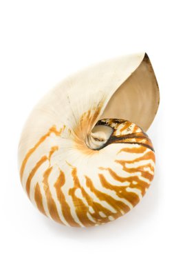 Nautilus shell clipart