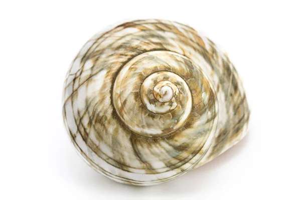 Concha do mar em espiral — Fotografia de Stock