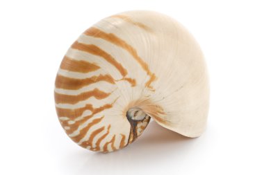 Nautilus kabuğu