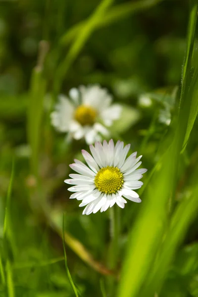 stock image Daisy